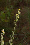 Downy ragged goldenrod